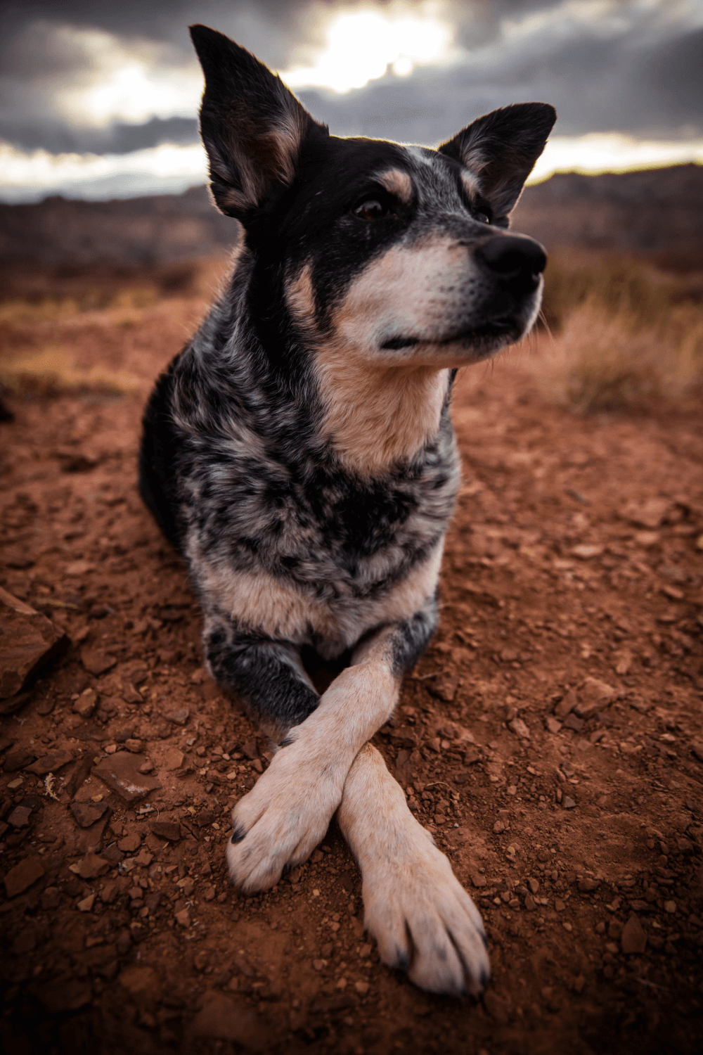 Raça de Cachorro Blue Heeler Burriler ou Boiadeiro Australiano Guia