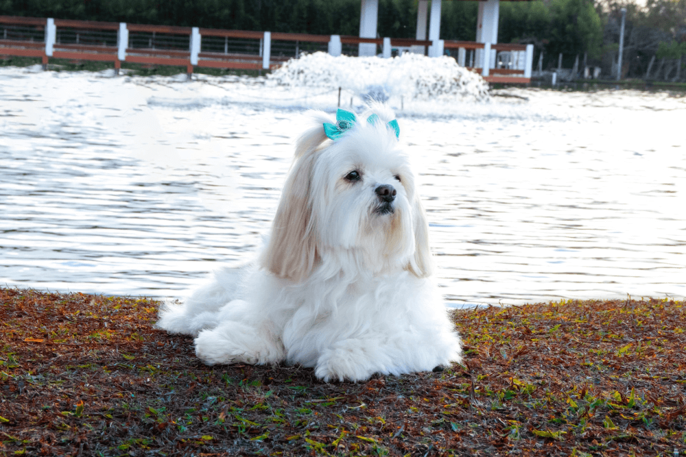 Ra A De Cachorro Lhasa Apso Tudo Sobre