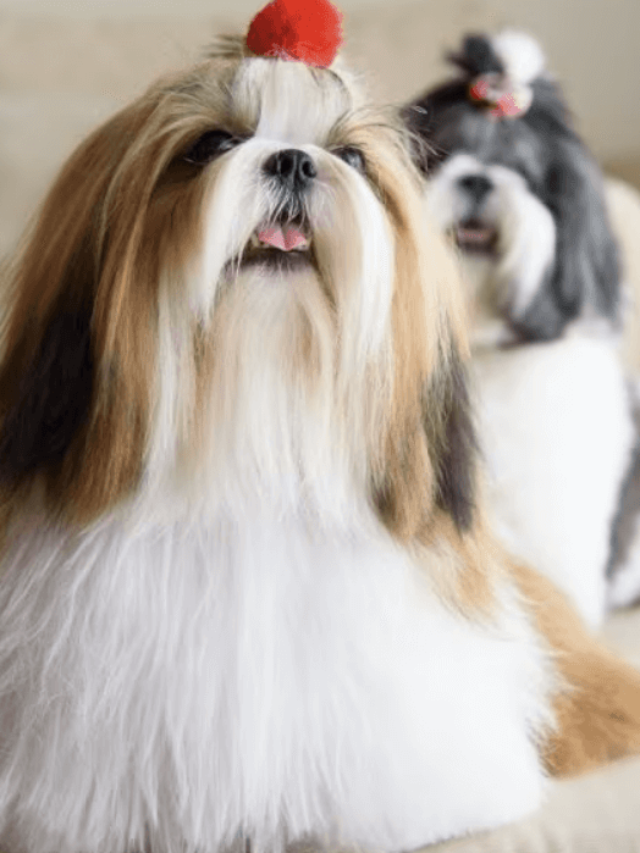 Cores Da Pelagem Do Shih Tzu Destino Pet