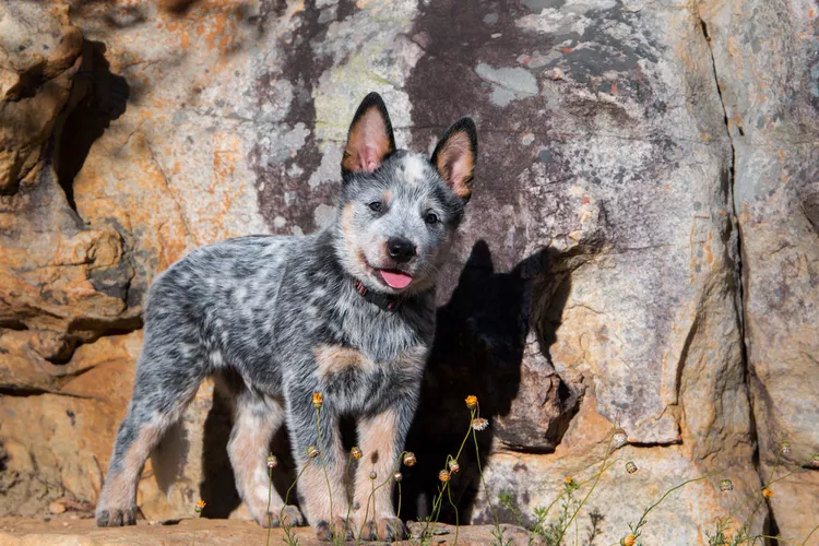 Ra A De Cachorro Blue Heeler Burriler Ou Boiadeiro Australiano Guia