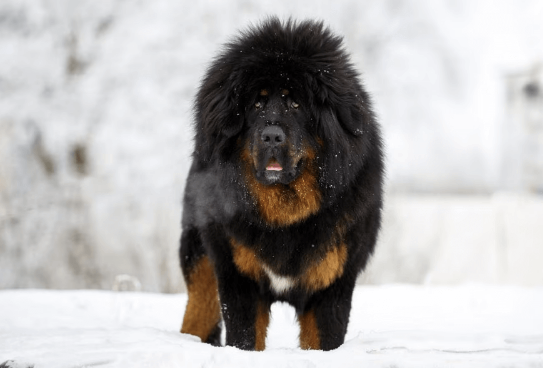 Qual é o cachorro mais caro do mundo? (com fotos) 2024