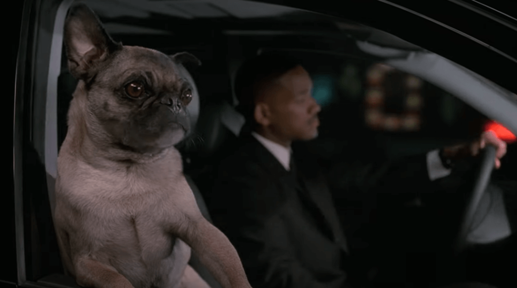 Raça de Cachorro Pug: Tudo sobre esse cão