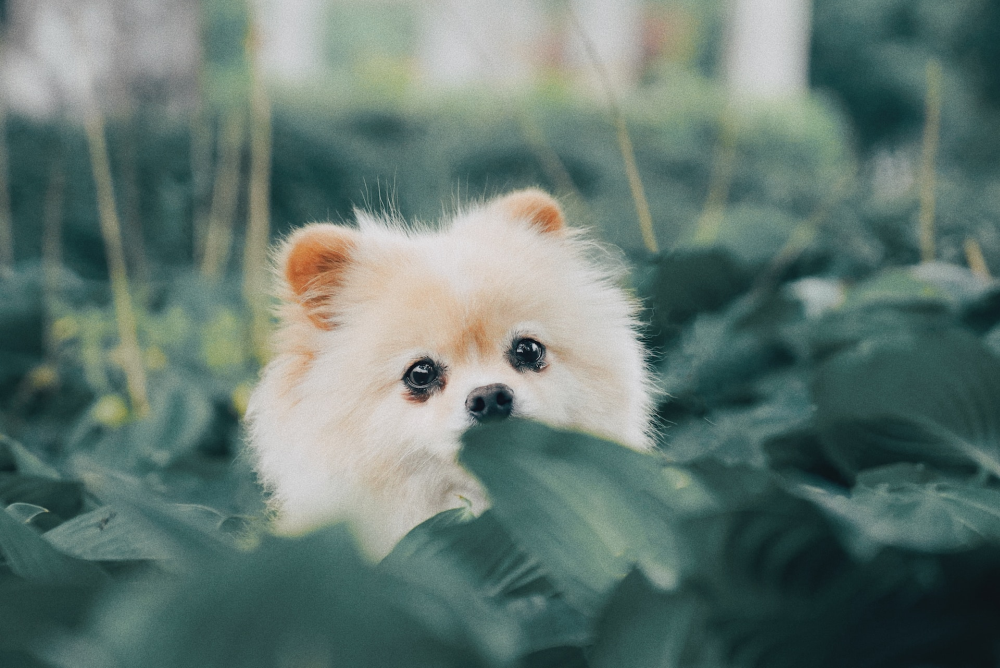 Lulu da Pomerânia Preto: conheça 5 características marcantes do cão