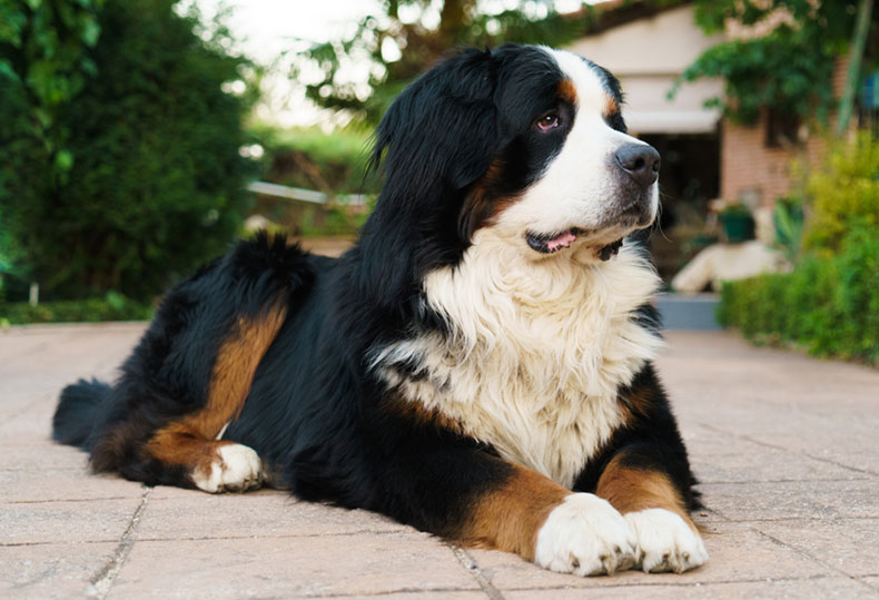 ra-a-de-cachorro-peludo-descubra-o-parceiro-perfeito-para-sua-vida