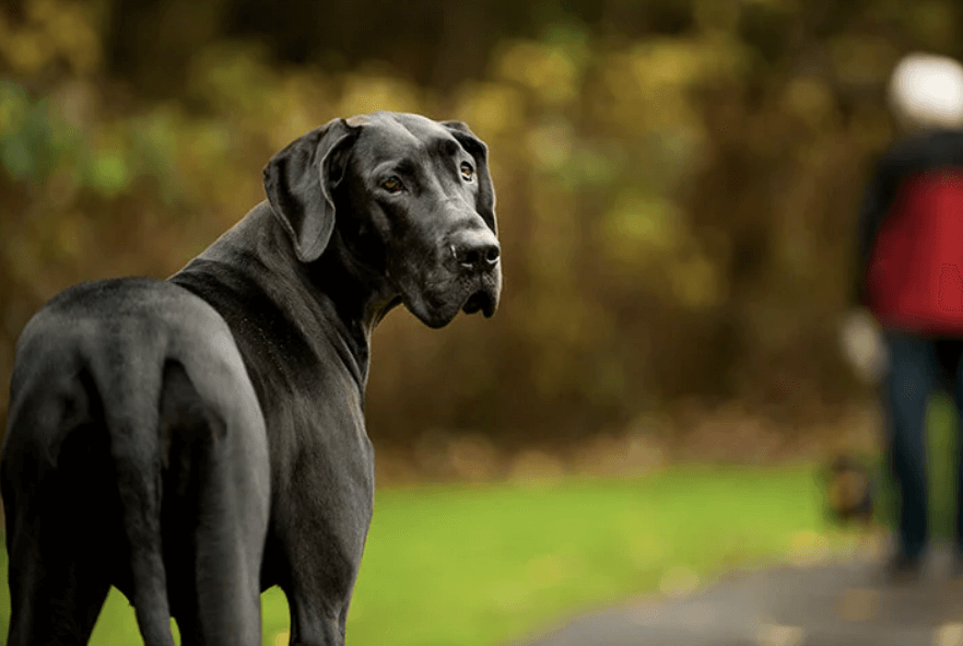 Cachorro Raça Dogue Alemão! Personalidade, Preço e Saúde!