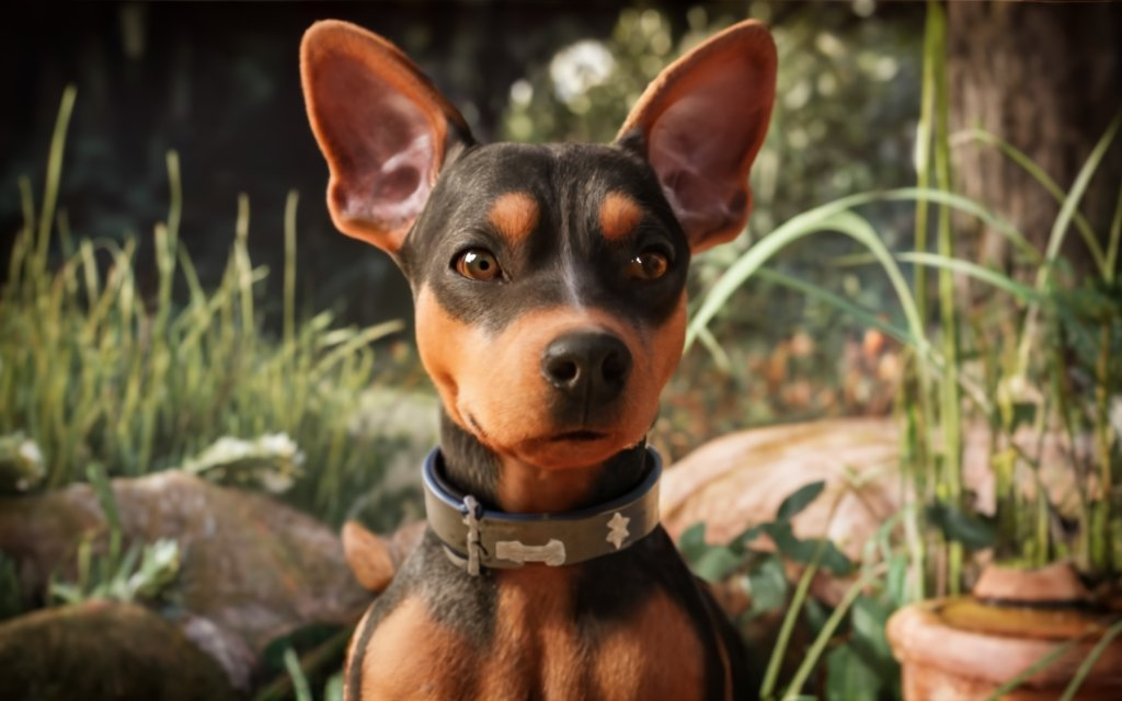 O incrível mundo do Pinscher Bravo Destino Pet