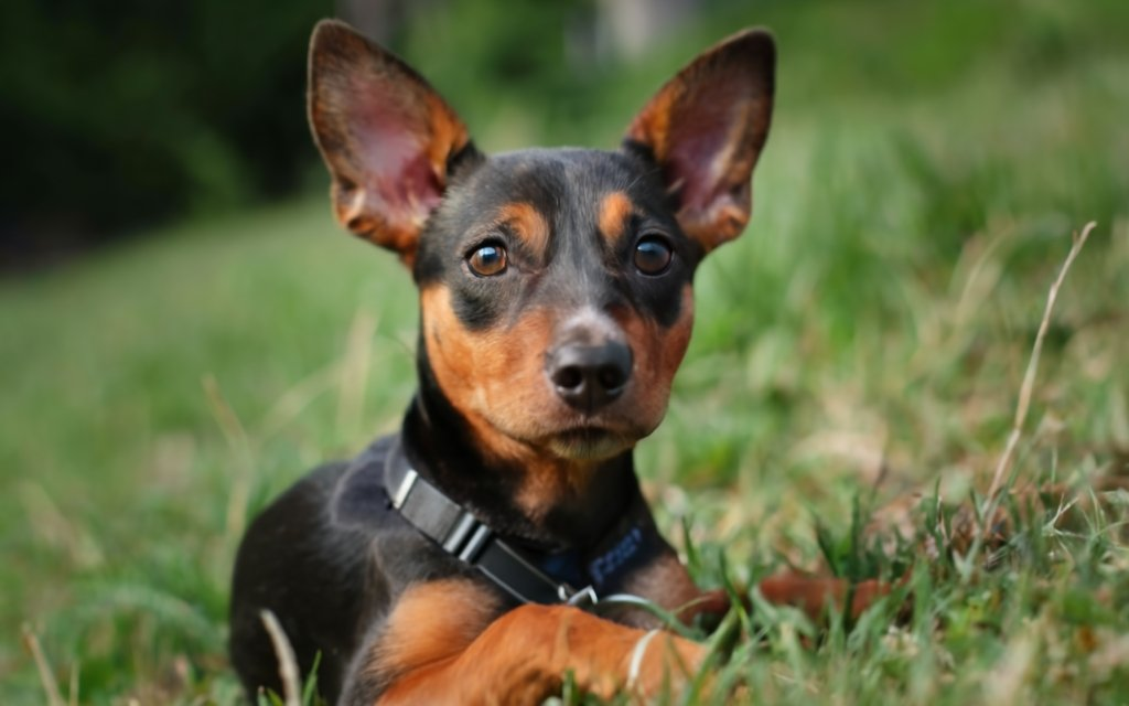 O incrível mundo do Pinscher Bravo Destino Pet