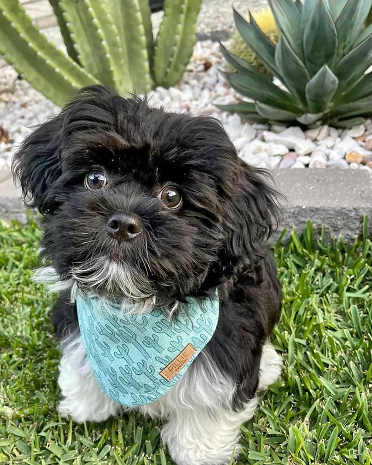 Malshi (Shih Tzu x Maltês)