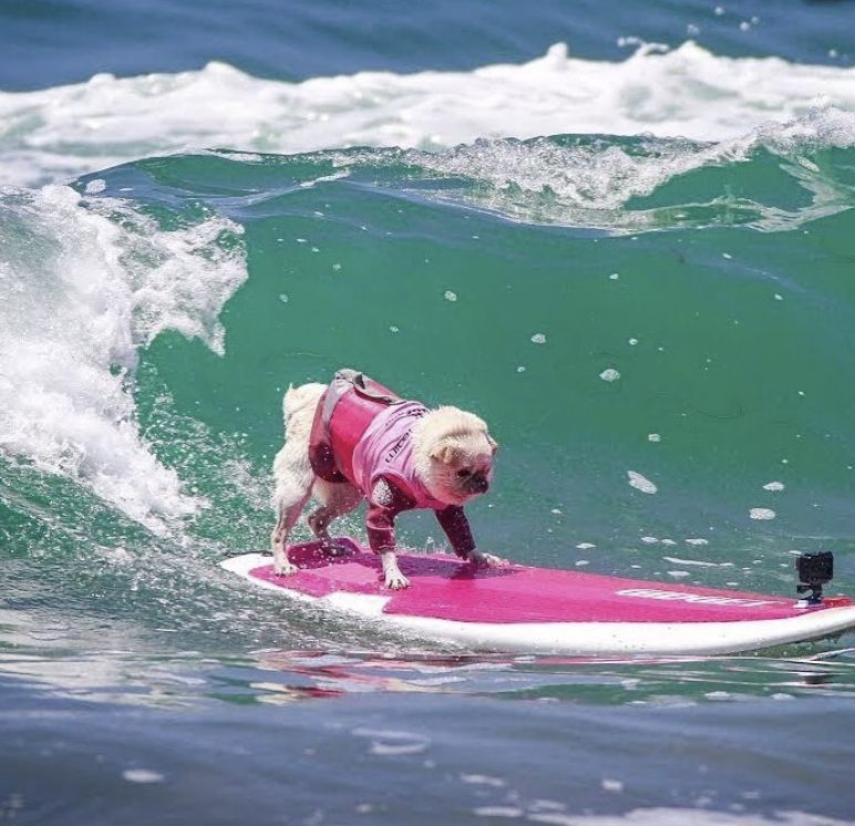 10 Pugs para Seguir nas redes sociais se Você Ama cachorros dessa raça