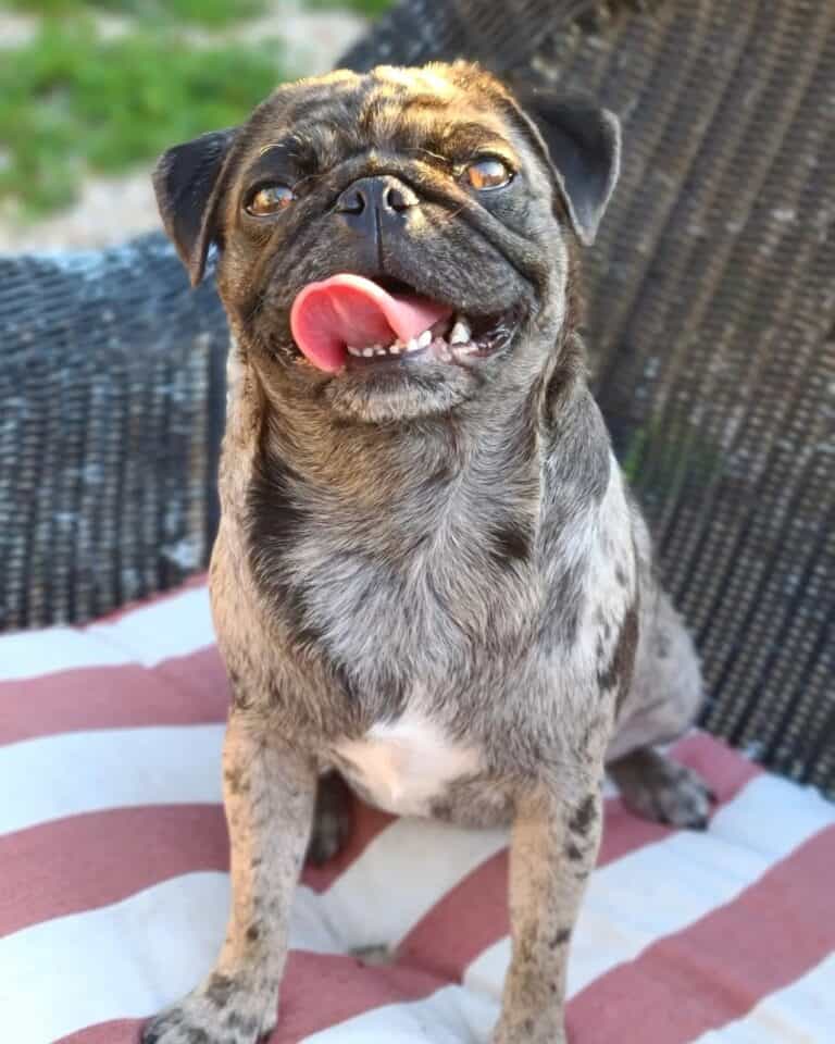 Pug Azul 20 Cores de Pugs Explicadas (Com Fotos!)