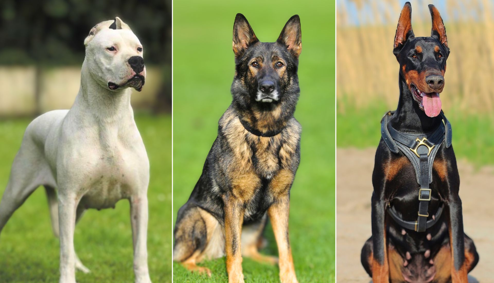 10 Raças de Cães de Guarda Mais Poderosas e Protetoras - Destino Pet