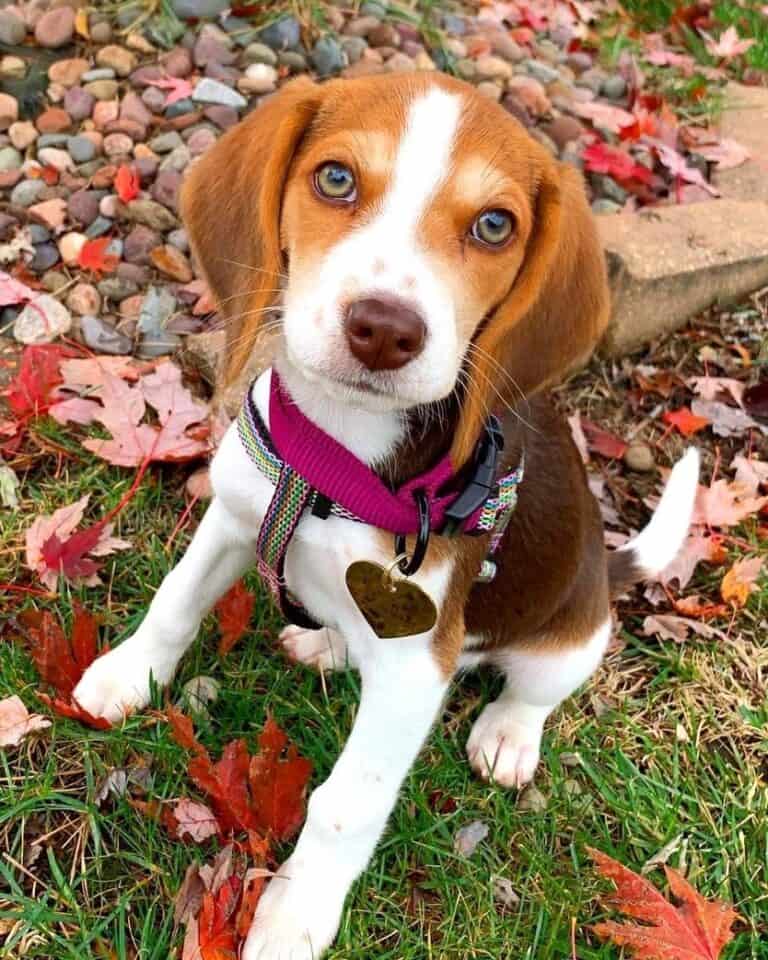 Beagle-Preto-Fulvo-e-Branco