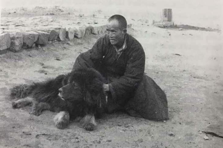 História do Mastim Tibetano