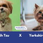 Shih Tzu e Yorkshire Terrier